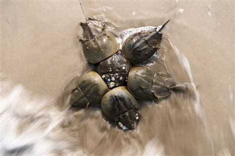 Harvest of horseshoe crabs, needed for blue blood, stopped during spawning season in national refuge